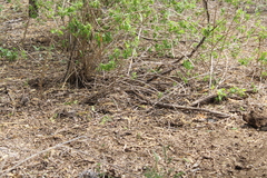 Aspidoscelis maximus