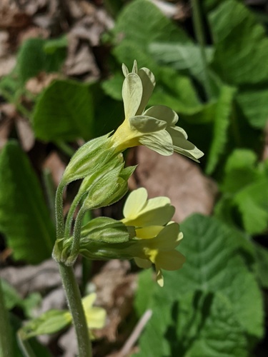 Primula × media, photograph 2