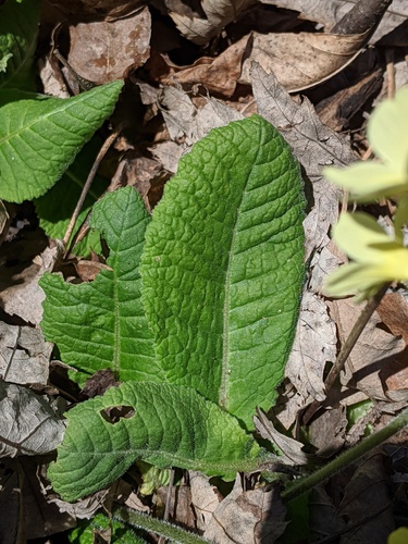 Primula × media, photograph 3