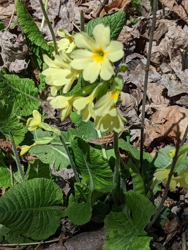 Primula × media, photograph 4