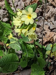 Benoit Renaud, CC BY, iNaturalist via GBIF Primula × media, photograph Benoit Renaud, CC BY, iNaturalist via GBIF