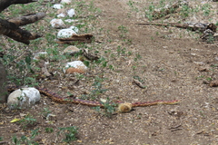 Pituophis vertebralis