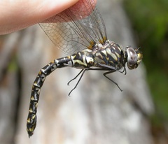 Gomphaeschna furcillata