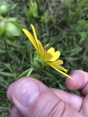 Silphium confertifolium