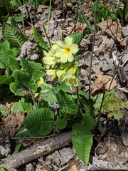 Benoit Renaud, CC BY, iNaturalist via GBIF Primula × media, photograph Benoit Renaud, CC BY, iNaturalist via GBIF