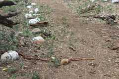 Pituophis vertebralis