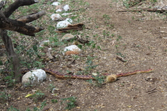 Pituophis vertebralis