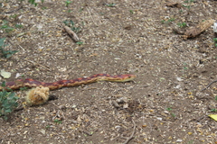 Pituophis vertebralis