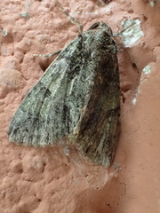 Polyphaenis sericata