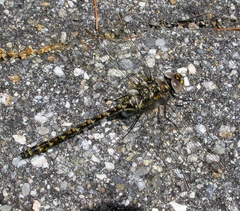 Gomphaeschna furcillata