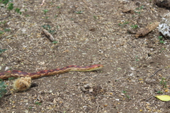 Pituophis vertebralis