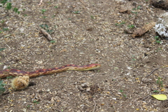Pituophis vertebralis