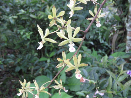 Encyclia ceratistes image
