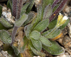 Draba californica