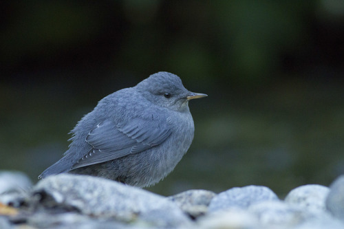 American Dipper