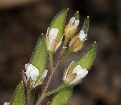 Draba californica