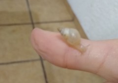 Gastropoda
