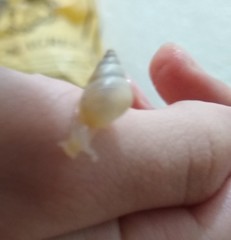 Gastropoda