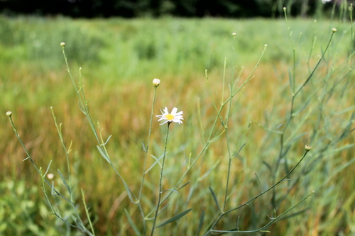 Boltonia asteroides iNat (1)