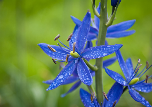 Howell's camas (Camassia howellii)