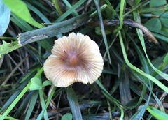 Pseudosperma friabile