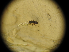 Rhyparochromus