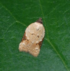 Acleris takeuchii