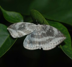 Cyclidia substigmaria