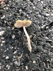 Pseudosperma friabile