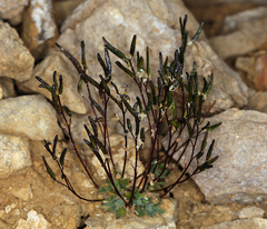 Draba lonchocarpa