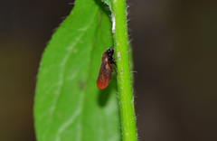 Eoscarta assimilis