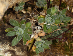 Draba lonchocarpa