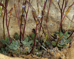 Draba lonchocarpa