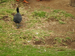 Fulica americana