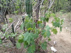 Cnidoscolus maculatus