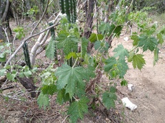 Cnidoscolus maculatus