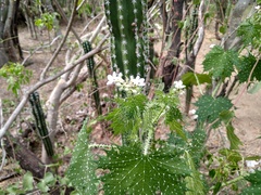 Cnidoscolus maculatus