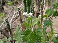 Cnidoscolus maculatus