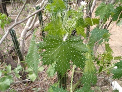 Cnidoscolus maculatus