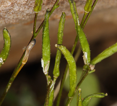Draba lonchocarpa