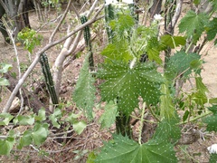 Cnidoscolus maculatus