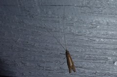 Triplectides obsoletus