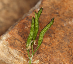 Draba lonchocarpa