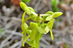 Platanthera tipuloides