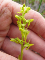 Platanthera tipuloides