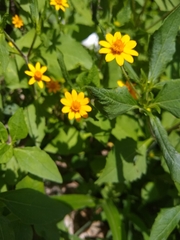 Melampodium divaricatum