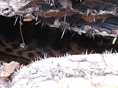 Pituophis vertebralis