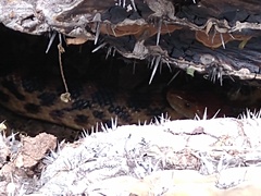 Pituophis vertebralis