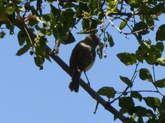 Vireo bellii