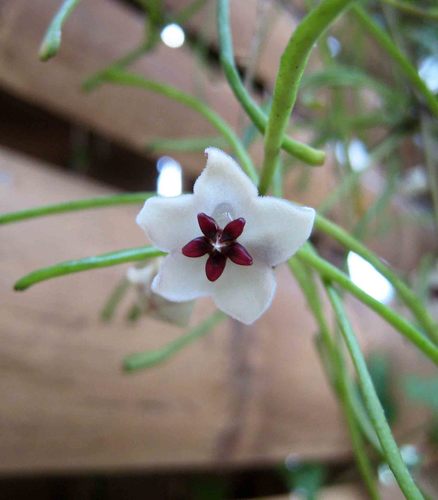 Grass-leafed hoya (Hoya retusa)